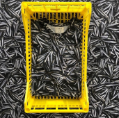 pescetti