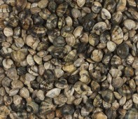 vongole_0054